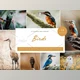 Download 14 x Lightroom Presets, Birds CreativeMarket-6071305 (XMP, DNG, LRTemplate)