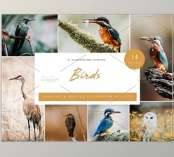 Download 14 x Lightroom Presets, Birds CreativeMarket-6071305 (XMP, DNG, LRTemplate)