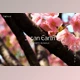 Download JAPAN EARTH PRESETS By VogViswall