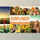 Download Sunflower Mobile and Desktop Lightroom Presets by Laksmita