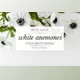 Download White Anemones Stock Photo Bundle By KateMaxStock
