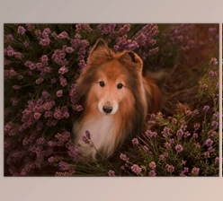 Download Greater than Gatsby – The Fur and Feathers Collection